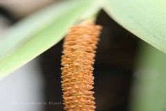 Oberonia chandrasekharanii